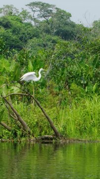 Egret bird takes flight in lush wetland Amazon rainforest slow-motion shot, vertical video.