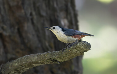 A beautiful White-cheeked Nuthatch from Kashmir - India