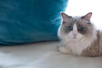 The ragdooll grey curious cat which looks at outside from a window,green curtain