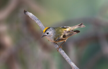 Can you see my Crest in Gold?   Goldcrest bird