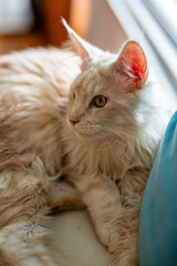 Beautiful curious ginger Maine coon long hair cat lying on the sofa on a sunny day at home, looking at outside by the window,concept of pet friendly home