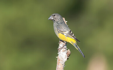 A curious White-winged Grosbeak