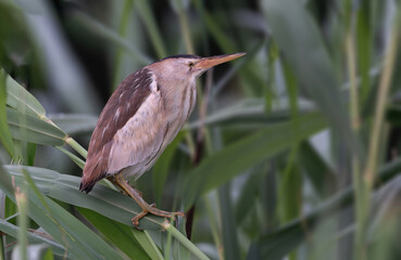 Little Bittern - An Uncommon & secretive and easily overlooked bird.