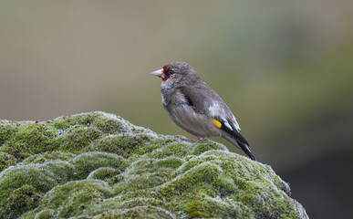 European Goldfinch -  A beautiful little finch with a  pink bill, cherry-red face, and black & yellow flashes in the wings.