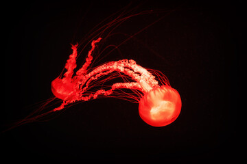 A red jellyfish with long tentacles floats in dark water. Its body is glowing in the dark © serebryannikov