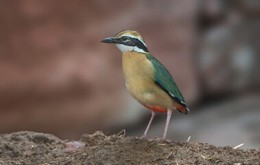 Indian Pitta - A colorful stubby-tailed bird, also known as Navrang or nine colors.
