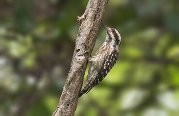 Sunda Pygmy Woodpecker - A small plain woodpecker of wooded areas from primary rainforest