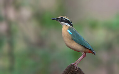 Indian Pitta - A nine colors stubby-tailed bird, also known as Navrang.