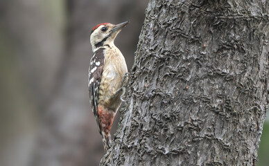 Freckle-breasted Woodpecker - A small black-and-white woodpecker with rose-red crown.