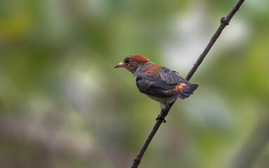 Scarlet-headed Flowerpecker - A beautiful flowerpecker with bright red head, breast and back.