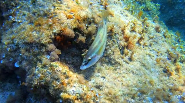 Diving in Mallorca you can find this