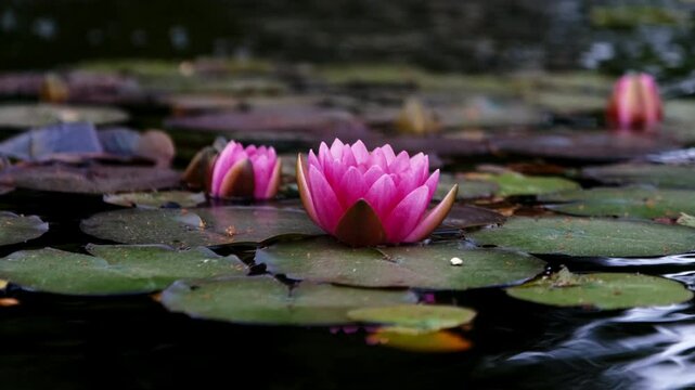 Pink lotus water lily flower sits on green leaves floating on pond.