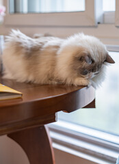 cute fluffy grey ragdoll cat with blue eyes, sitting on a window sill and watching through the...