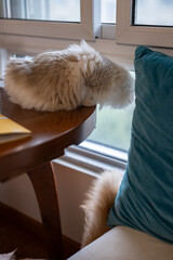 cute fluffy grey ragdoll cat with blue eyes, sitting on a window sill and watching through the...