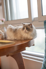 cute fluffy grey ragdoll cat with blue eyes, sitting on a window sill and watching through the...