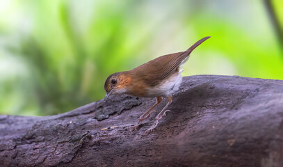 Temminck's Babbler  posing for a photograph.
