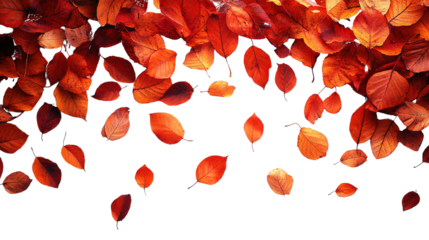 red autumn leaves on white background 