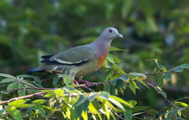 Pink-necked Green Pigeon -  A brightly-colored tree-dwelling pigeon