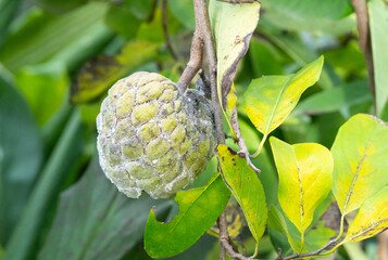 Green custard apples are infested with white mealybugs, a major threat to agricultural production.