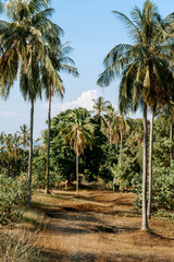Fototapeta premium palm trees on the beach
