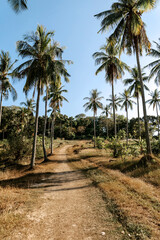 Fototapeta premium palm trees on the field