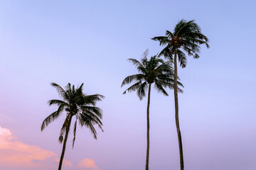 palm trees on the beach