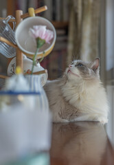 curious grey ragdoll cat with blue eyes looking at the window,concept of cozy home,pet friendly...