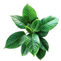 Fototapeta premium A cluster of vibrant green leaves showcasing natural beauty and lushness.