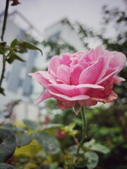 Beautiful of pink rose flowers tropical with green leaves