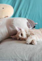 Playful Kitten and a stuffed animal bear lying on a linen sofa