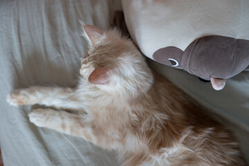 Playful Kitten and a stuffed animal bear lying on a linen sofa