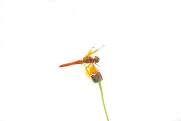 Beautiful orange dragonfly with transparent wing on the tiny flowers with green stem.
