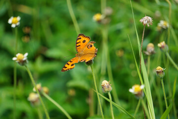 Beautiful and colorful butterfly wingspan on tiny flowers with green leaves as a background.