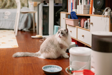 Cute grey ragdoll cat eating on floor at a comfortable cozy home,smart cat feeder for pets,...