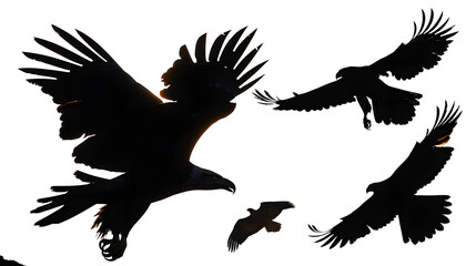 Obraz premium eagle silouettes