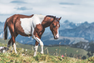 A piebald paint horse in the mountains