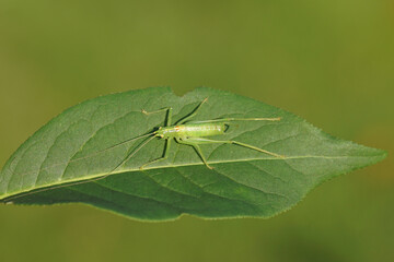 Male Southern oak bush cricket (Meconema meridionale). Subfamily Meconematinae. Family bush-criket (Tettigoniidae). Leaf of common spindle. Dutch garden. Late summer, September. 