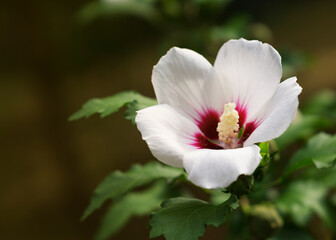White hibiscus flower on a green background