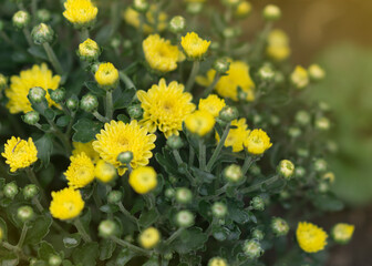 Yellow chrysanthemums in a flower garden
