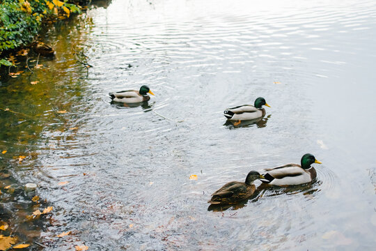 ducks obn an autumn lake in hanover