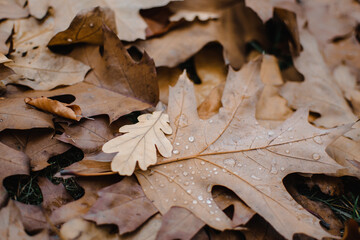 leaves covered with water in the ground