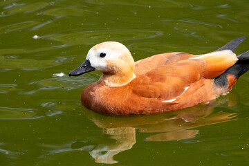 duck, bird, water, nature, wildlife, lake, animal, pond, swimming, wild, 