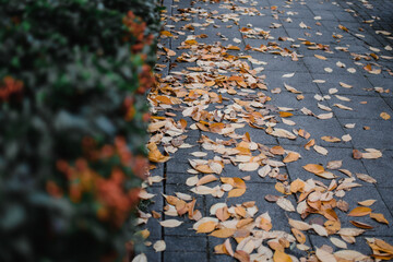 bushes in street of Hanover in fall