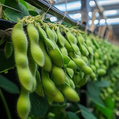 Close-up of fresh green soybeans hanging in a greenhouse.