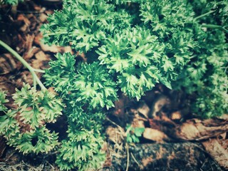 Fresh curly parsley herb organic