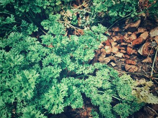 Fresh curly parsley herb organic