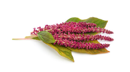 Amaranth with red flowers.