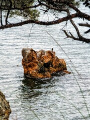 Fototapeta premium a rock in the Mediterranean Sea is covered with clay