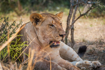 Lioness resting in the shade in Akagera National Park, Rwanda