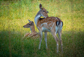 Deer enjoying the sunshine